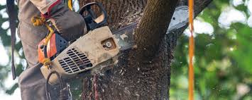 Best Tree Fertilization Services  in Canyon Day, AZ