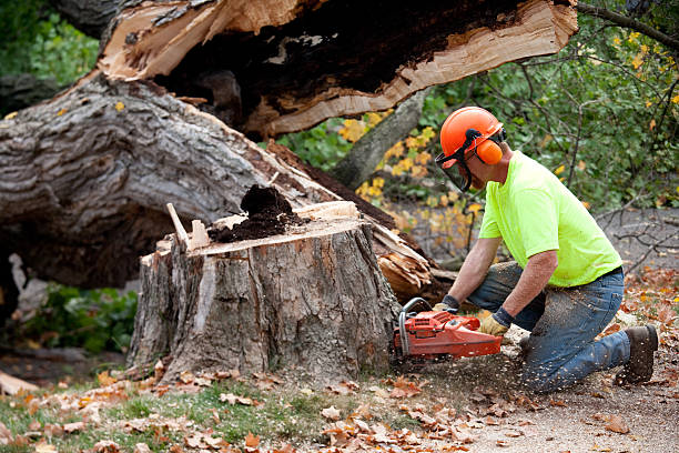  Canyon Day, AZ Tree Services Pros